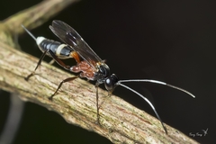 Goryphus basilaris