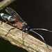 Goryphus - Photo (c) Tony Tang, some rights reserved (CC BY-NC), uploaded by Tony Tang
