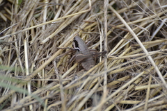 Pholidoptera pustulipes