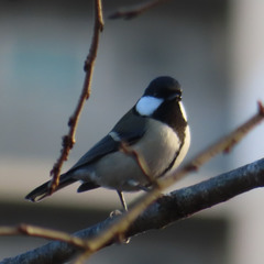 Parus minor