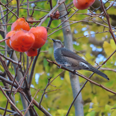 Hypsipetes amaurotis