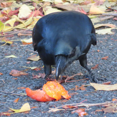 Corvus macrorhynchos