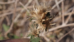 Brickellia desertorum