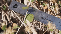 Brickellia desertorum