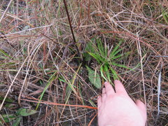 Helianthus heterophyllus