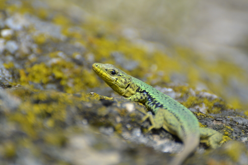 Crimean Rock Lizard, photo 7 of 7