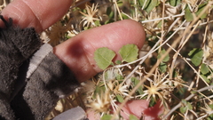 Brickellia desertorum