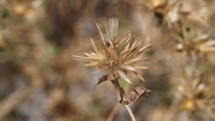 Brickellia desertorum