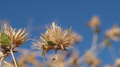 Brickellia desertorum