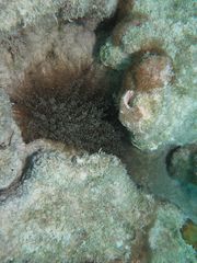 Laviactis lucida