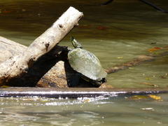 Trachemys venusta