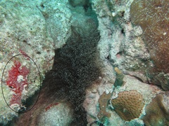 Monanchora arbuscula