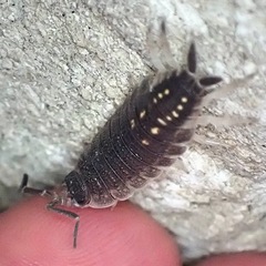 Porcellio ornatus