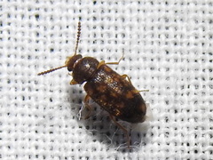 Mycetophagus pluripunctatus