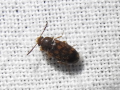 Mycetophagus pluripunctatus