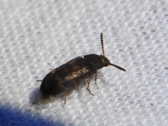 Mycetophagus pluripunctatus