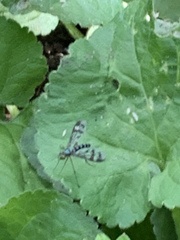 Heteropsilopus ingenuus