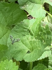 Heteropsilopus ingenuus