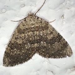 Colostygia multistrigaria