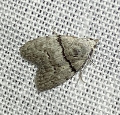 Nola pygmaeodes