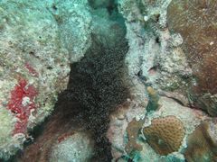 Laviactis lucida