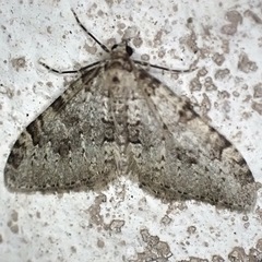 Nebula ibericata