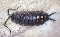 Porcellio ornatus