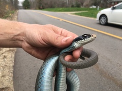 Coluber constrictor foxii