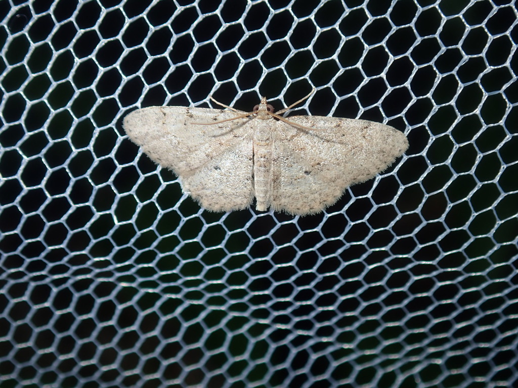 Ectropis argalea