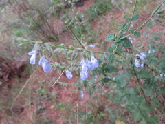 Salvia ramamoorthyana