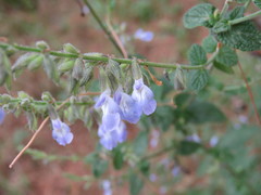 Salvia ramamoorthyana