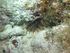 Amphimedon compressa