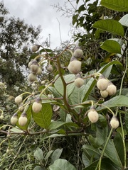 Solanum luculentum