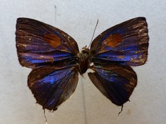 Strephonota tephraeus