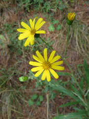 Senecio stoechadiformis