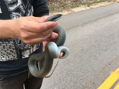 Coluber constrictor foxii