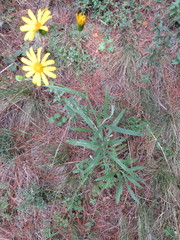 Senecio stoechadiformis