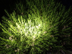 Ericameria pinifolia