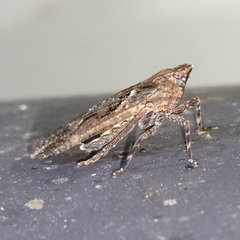 Calyptoproctina