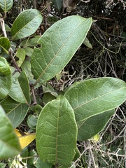 Solanum luculentum