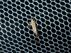 Glaphyristis marmarea