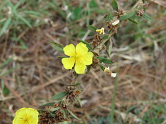 Crocanthemum glomeratum