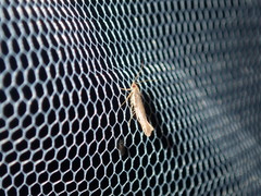 Glaphyristis marmarea