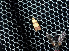 Heteroteucha distephana