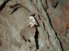 Eulechria sigmophora