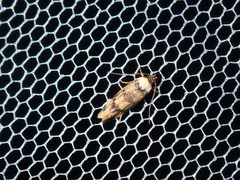 Sphyrelata nefanda
