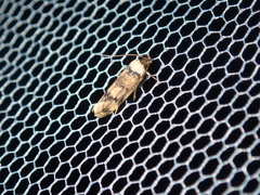 Sphyrelata nefanda
