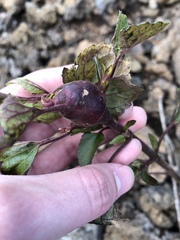 Procecidochares utilis