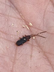 Uleiota dubia