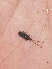 Uleiota dubia